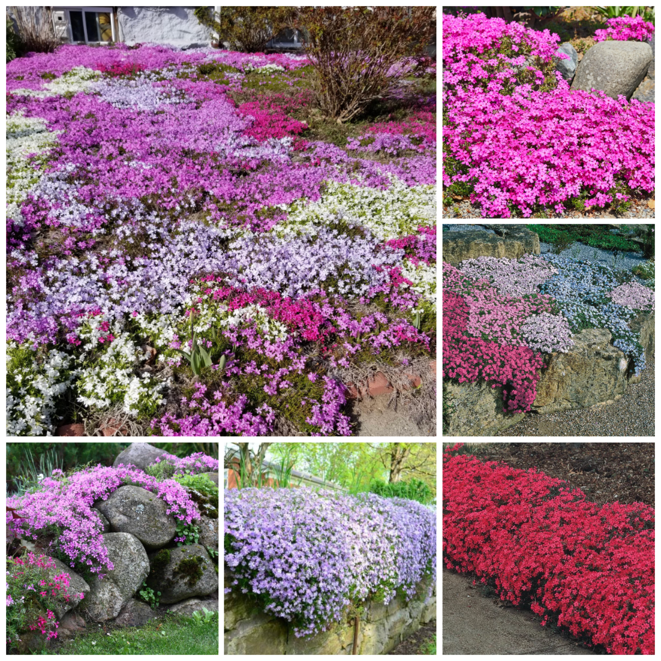 Creeping Phlox Seeds