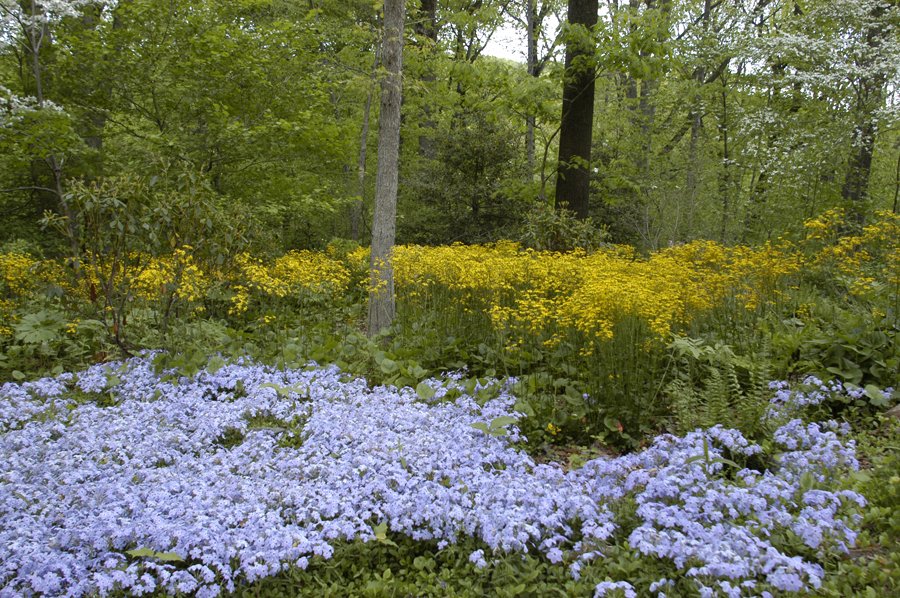 Transform Your Garden Borders with Low-Maintenance Creeping Phlox