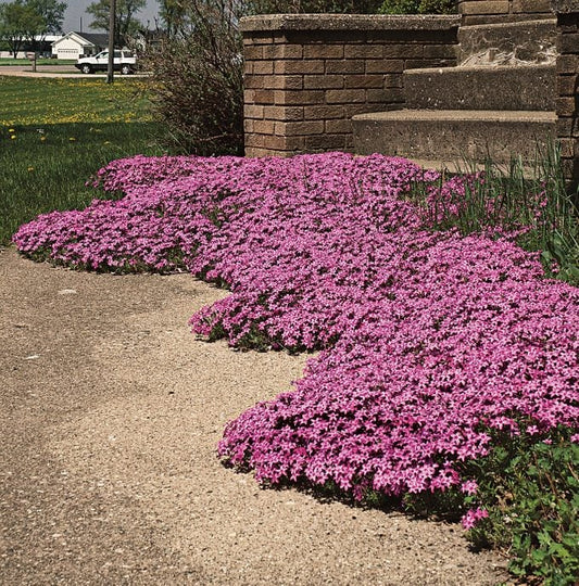 How to Grow Creeping Phlox from Seeds: Complete Growing Guide by Climate Zone