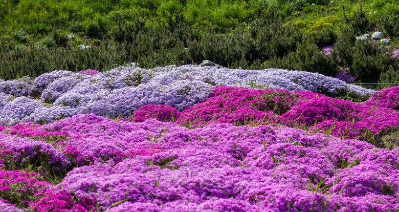 9 Creative Ways to Use Creeping Phlox in Your Garden Design