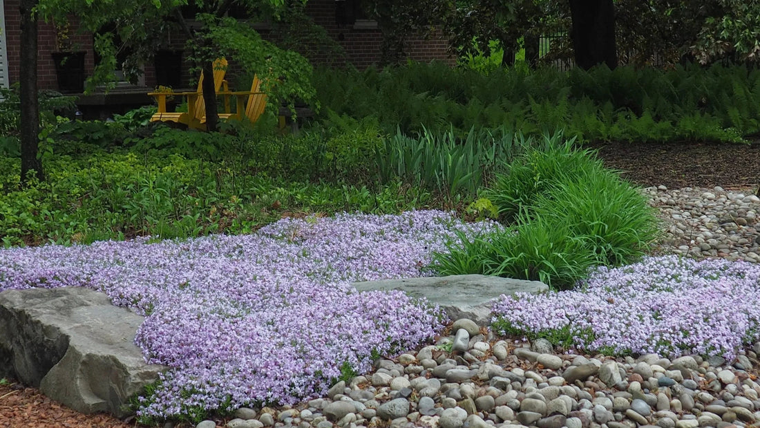 Top Tips for Caring for Creeping Phlox: Soil, Sunlight & Watering Essentials