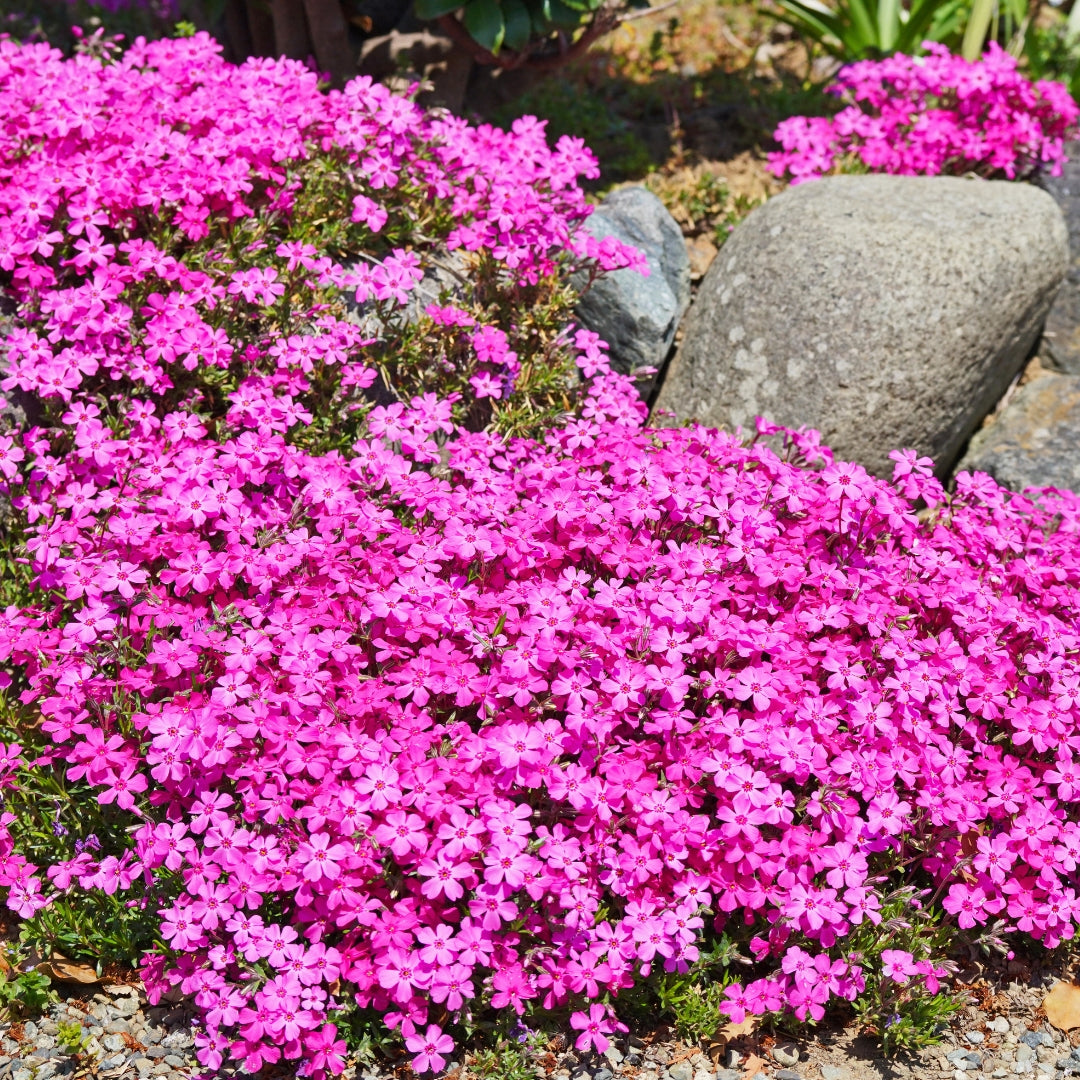 Creeping Phlox Homegrown Seeds Easy to Plant and Grow Non-GMO Perennial Flower Premium Seeds