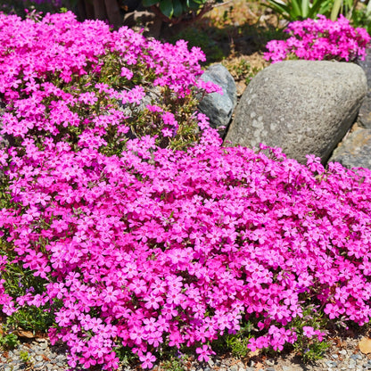 Creeping Phlox Homegrown Seeds Easy to Plant and Grow Non-GMO Perennial Flower Premium Seeds