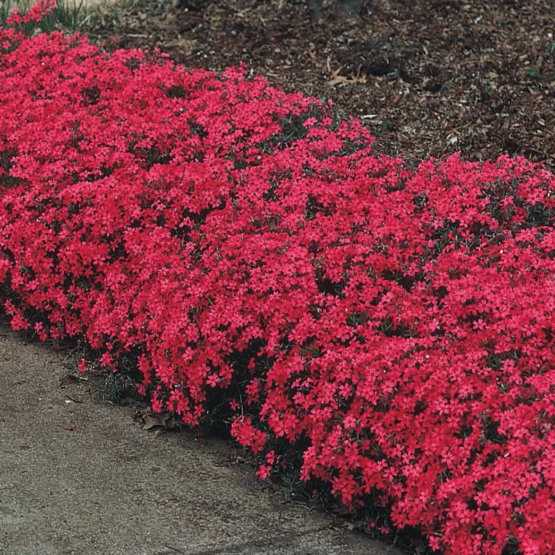 Creeping Phlox Homegrown Seeds Easy to Plant and Grow Non-GMO Perennial Flower Premium Seeds Garden Ground Cover