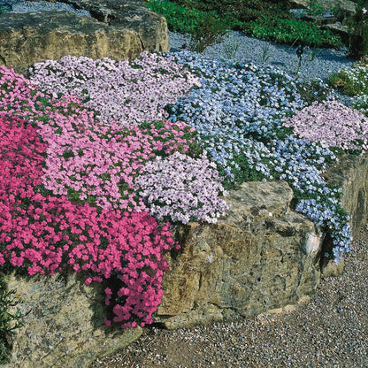 Creeping Phlox Homegrown Seeds Easy to Plant and Grow Non-GMO Perennial Flower Premium Seeds Garden Ground Cover