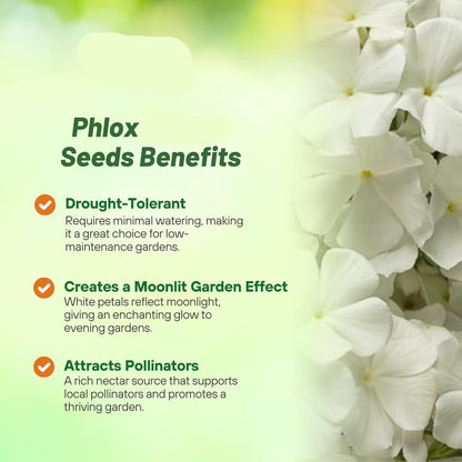 Creeping Phlox Homegrown Seeds Easy to Plant and Grow Non-GMO Perennial Flower Premium Seeds