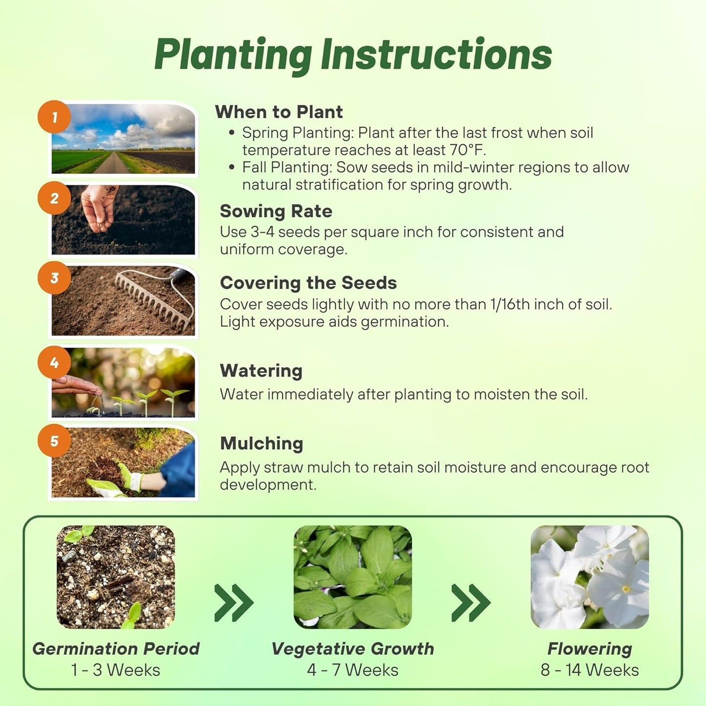 Creeping Phlox Homegrown Seeds Easy to Plant and Grow Non-GMO Perennial Flower Premium Seeds