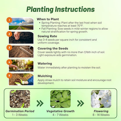 Creeping Phlox Homegrown Seeds Easy to Plant and Grow Non-GMO Perennial Flower Premium Seeds