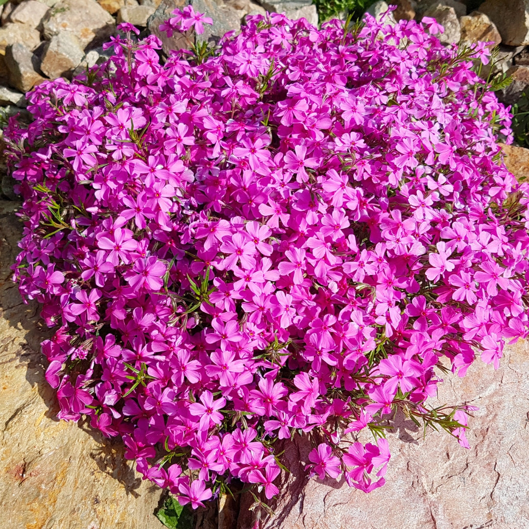 Creeping Phlox Homegrown Seeds Easy to Plant and Grow Non-GMO Perennial Flower Premium Seeds