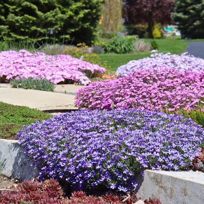 Creeping Phlox Homegrown Seeds Easy to Plant and Grow Non-GMO Perennial Flower Premium Seeds