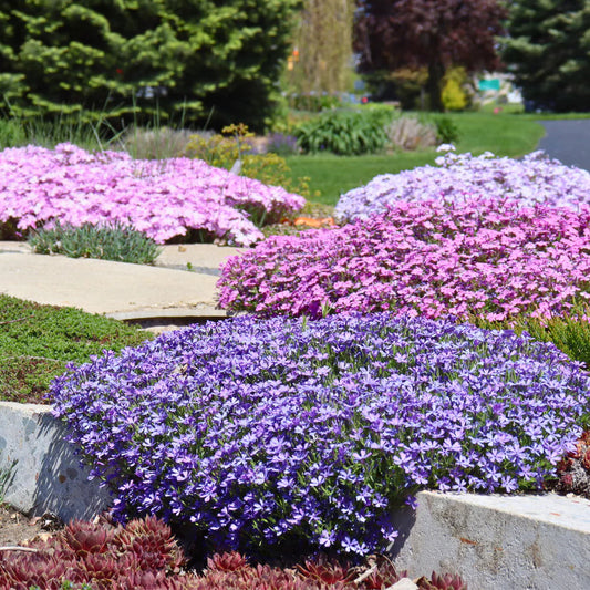 Creeping Phlox Homegrown Seeds Easy to Plant and Grow Non-GMO Perennial Flower Premium Seeds