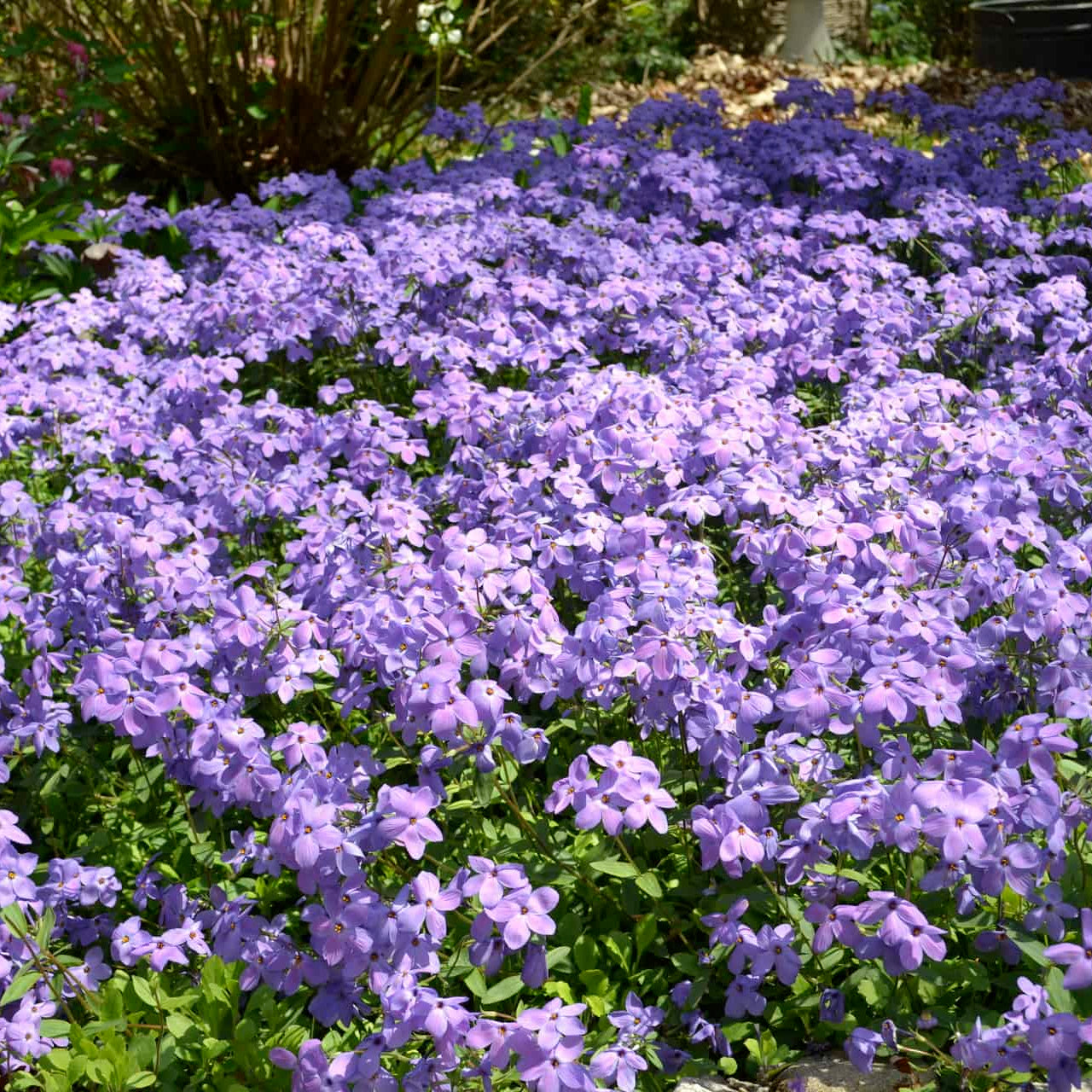 Creeping Phlox Homegrown Seeds Easy to Plant and Grow Non-GMO Perennial Flower Premium Seeds Garden Ground Cover