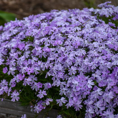 Creeping Phlox Homegrown Seeds Easy to Plant and Grow Non-GMO Perennial Flower Premium Seeds