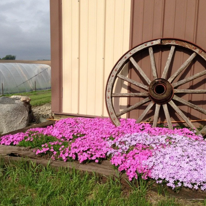 Creeping Phlox Homegrown Seeds Easy to Plant and Grow Non-GMO Perennial Flower Premium Seeds Garden Ground Cover