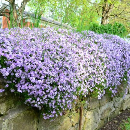 Creeping Phlox Homegrown Seeds Easy to Plant and Grow Non-GMO Perennial Flower Premium Seeds Garden Ground Cover