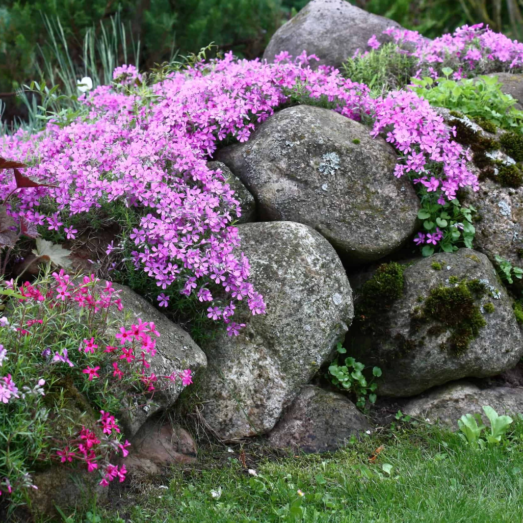 Creeping Phlox Homegrown Seeds Easy to Plant and Grow Non-GMO Perennial Flower Premium Seeds Garden Ground Cover