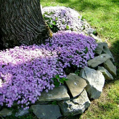 Creeping Phlox Homegrown Seeds Easy to Plant and Grow Non-GMO Perennial Flower Premium Seeds Garden Ground Cover