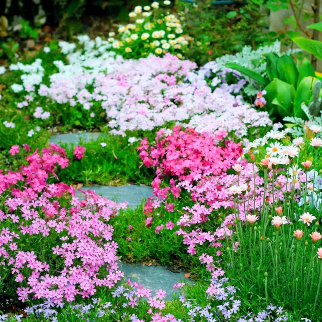 phlox seed to flower time Creeping Phlox Homegrown Seeds Easy to Plant and Grow Non-GMO Perennial Flower Premium Seeds Garden Ground Cover