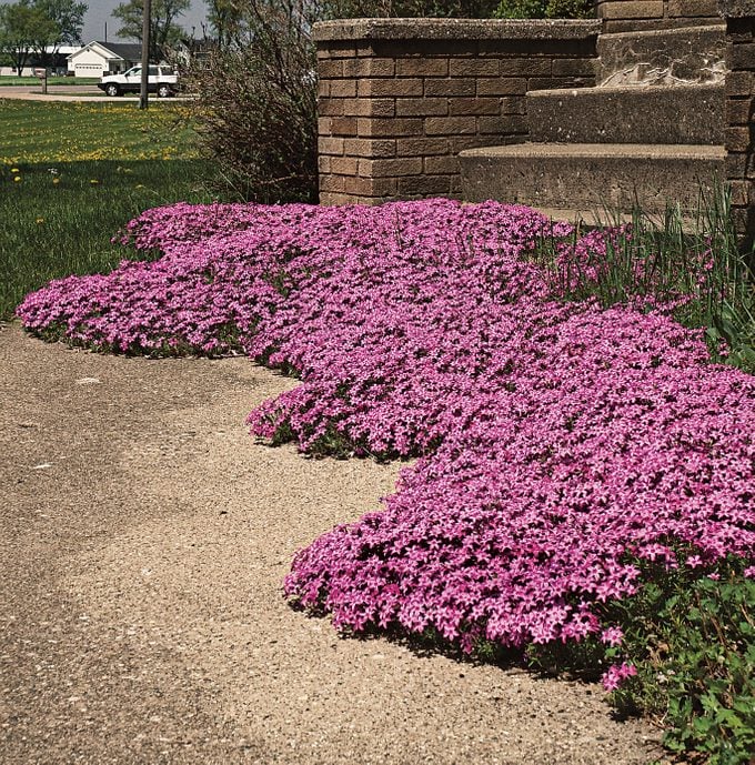 planting creeping phlox seeds Creeping Phlox Homegrown Seeds Easy to Plant and Grow Non-GMO Perennial Flower Premium Seeds Garden Ground Cover