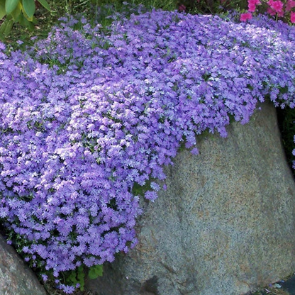 Creeping Phlox Homegrown Seeds Easy to Plant and Grow Non-GMO Perennial Flower Premium Seeds Garden Ground Cover