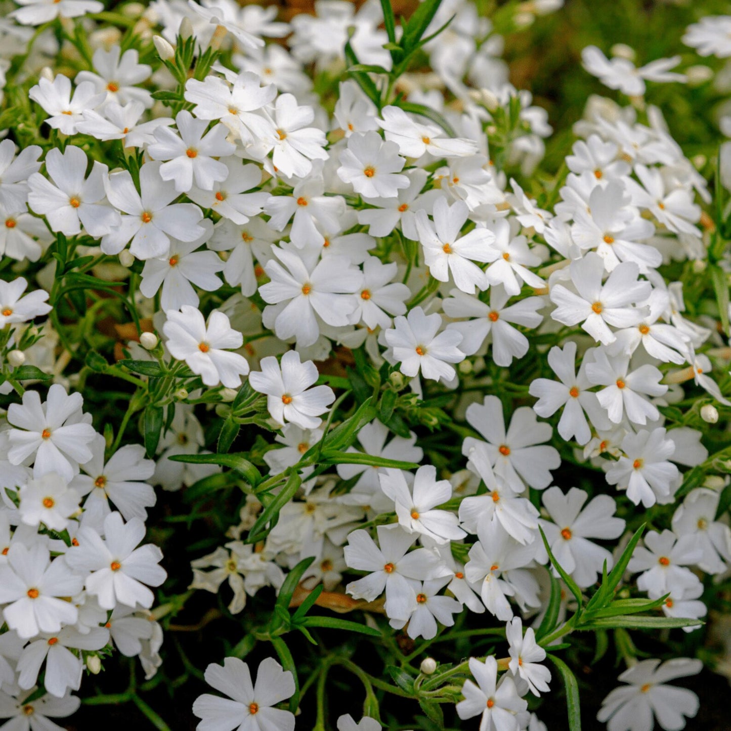 Creeping Phlox Homegrown Seeds Easy to Plant and Grow Non-GMO Perennial Flower Premium Seeds