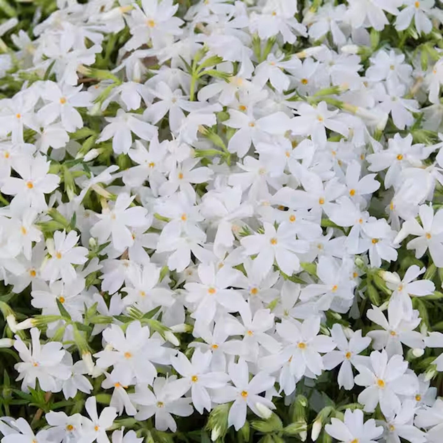 Creeping Phlox Homegrown Seeds Easy to Plant and Grow Non-GMO Perennial Flower Premium Seeds