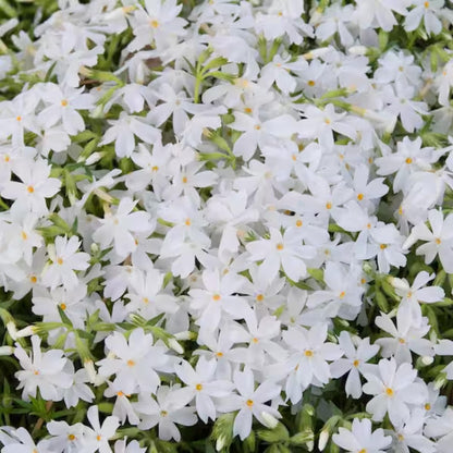 Creeping Phlox Homegrown Seeds Easy to Plant and Grow Non-GMO Perennial Flower Premium Seeds