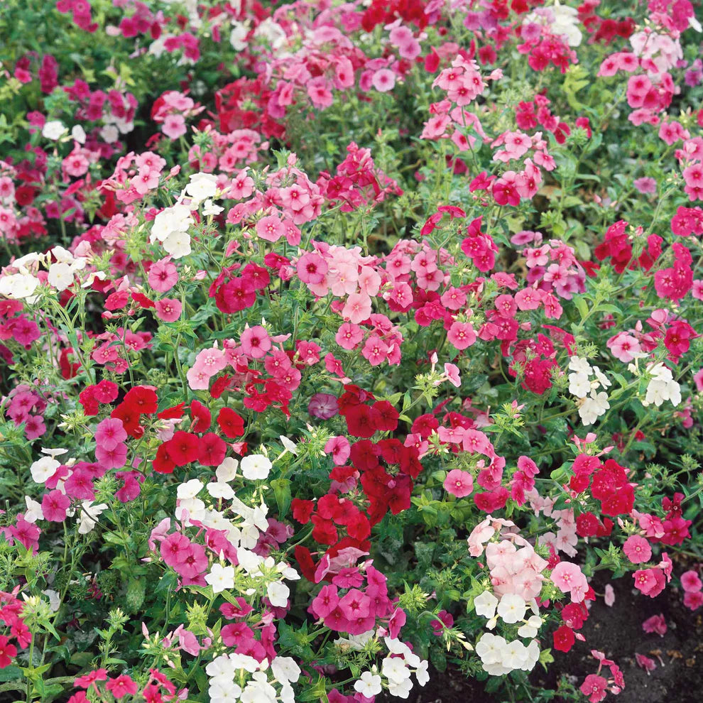 Creeping Phlox Homegrown Seeds Easy to Plant and Grow Non-GMO Perennial Flower Premium Seeds
