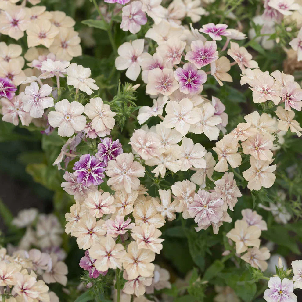Creeping Phlox Homegrown Seeds Easy to Plant and Grow Non-GMO Perennial Flower Premium Seeds