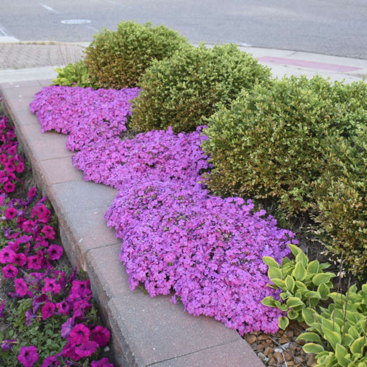 Creeping Phlox Homegrown Seeds Easy to Plant and Grow Non-GMO Perennial Flower Premium Seeds Garden Ground Cover