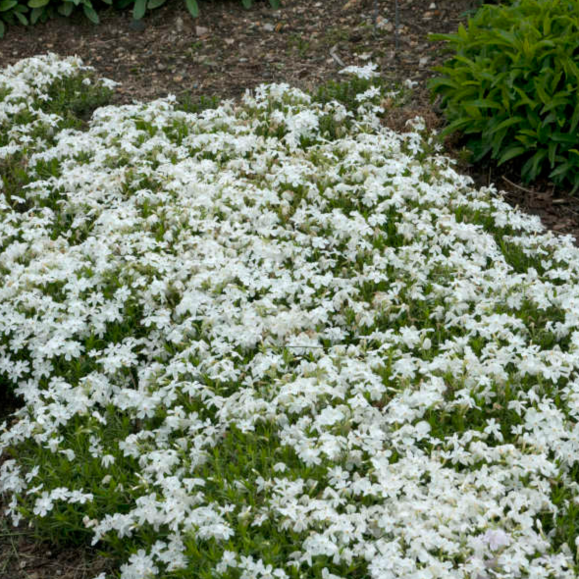 Creeping Phlox Homegrown Seeds Easy to Plant and Grow Non-GMO Perennial Flower Premium Seeds Garden Ground Cover